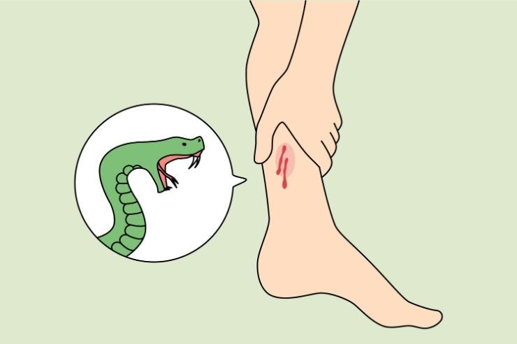 Snake _ Dog Bite