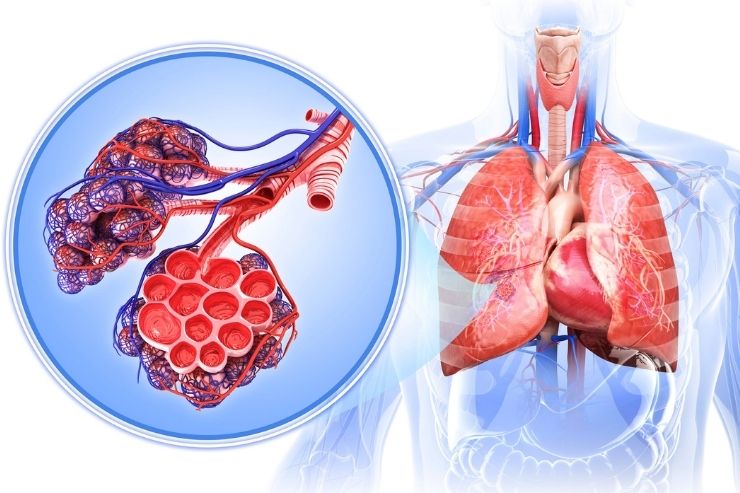 pulmonary